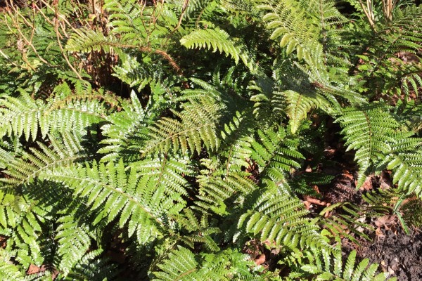 Tassel Fern on a sunny afternoon