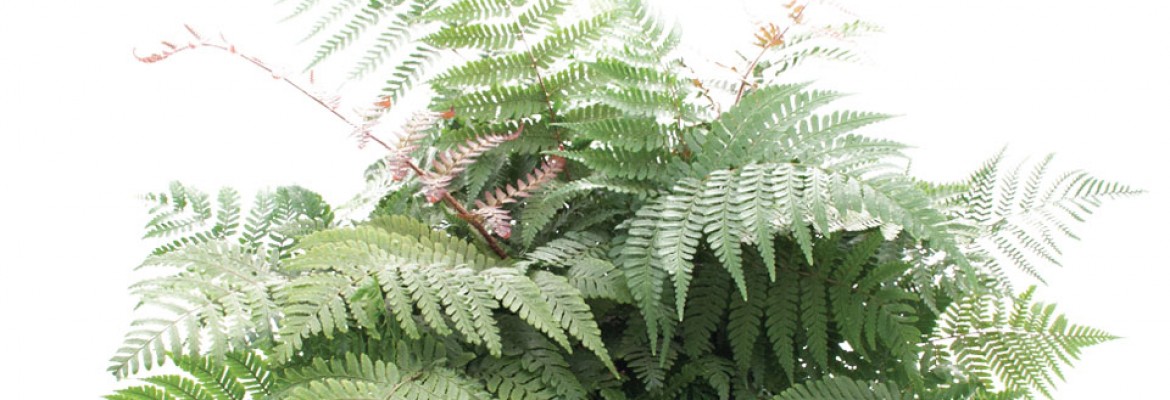 New fern varieties