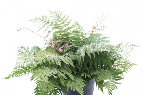 New fern varieties