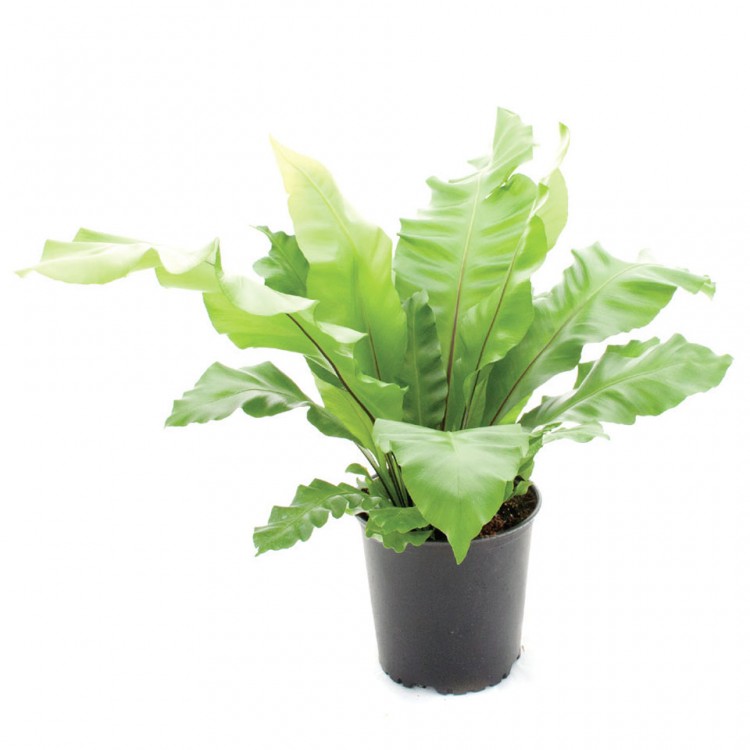 BIRD S NEST FERN Asplenium Nidus Avis