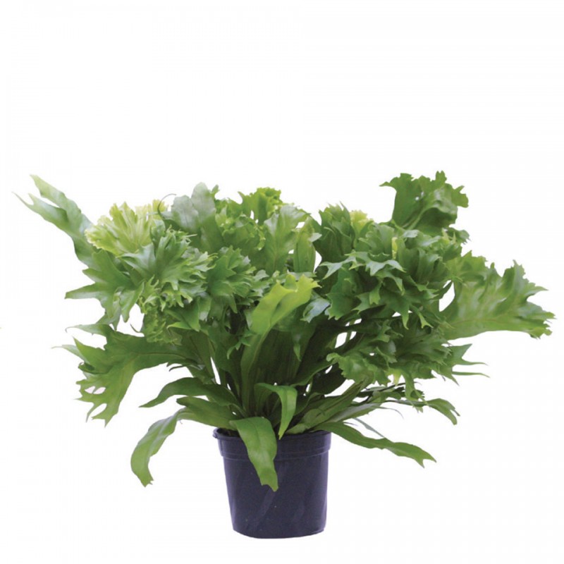 CRESTED JAPANESE BIRD’SNEST FERN Asplenium Antiquum Leslie