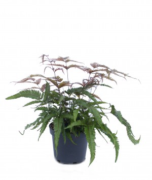 pteris-quadriaurita-three-