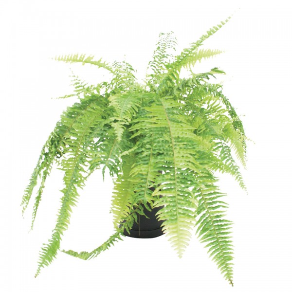 Tropical Ferns